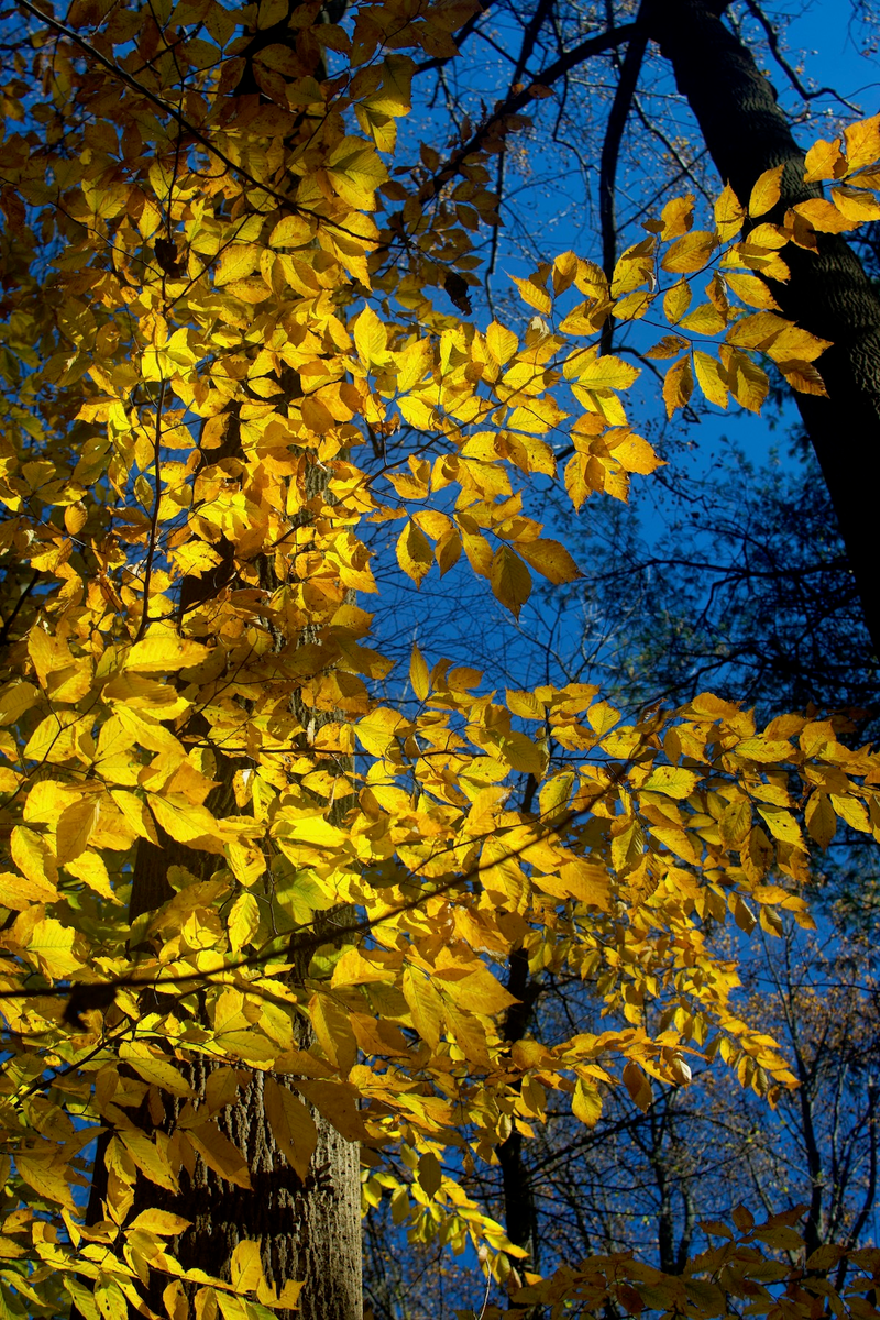 Illustration for article titled Last Bit of Autumn